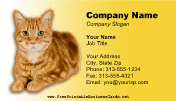Cat Photo Yellow